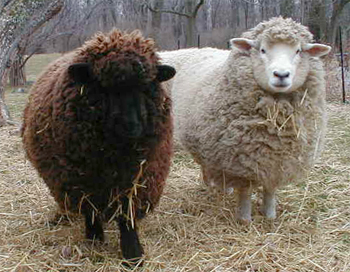 Georgette L. Veeder wool source